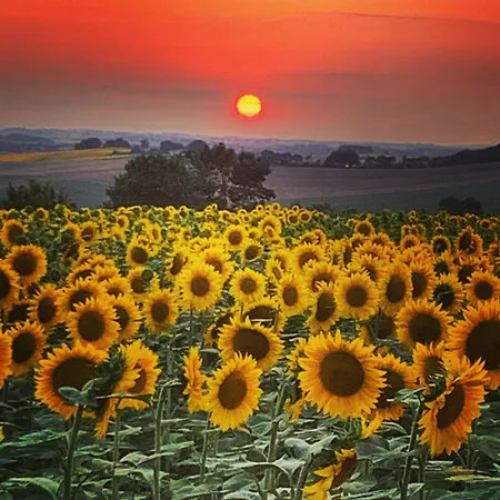 住宿加早餐酒店 Bastide